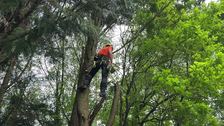 How Our Tree Care Process Works  in  Stottville, NY