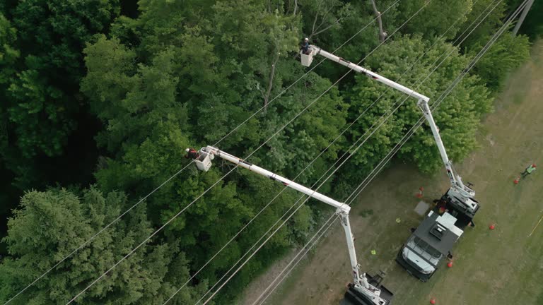  Stottville, NY Tree Removal Pros