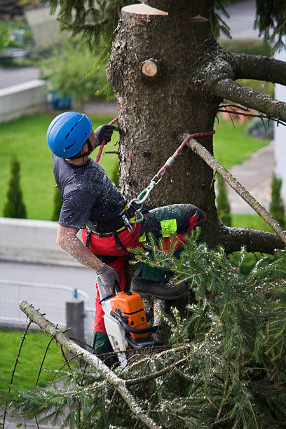 Best Root Management and Removal  in Stottville, NY