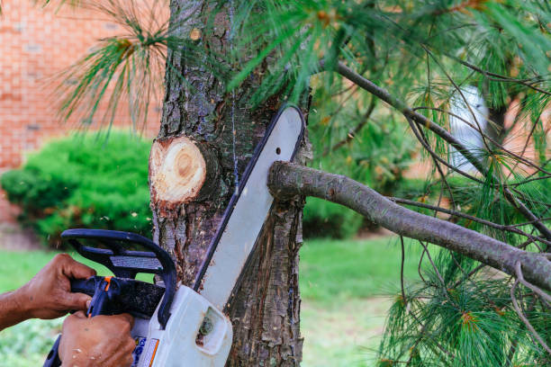 Best Fruit Tree Pruning  in Stottville, NY